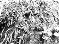 Illustrations.Abstract root background in black and white