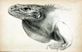 Illustrations of animal.