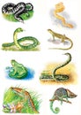 Illustrations of animals. Viper, boa, snake, lizard, frog, anaconda, newt, chameleon.