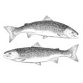 Illustrations of Atlantic Salmon