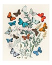 Illustrations from the book European Butterflies Royalty Free Stock Photo