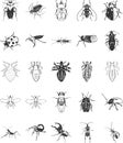 Illustrations of Bugs