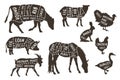 Illustrations for butcher shop. Cutting lines of different parts of domestic animals. Vector butcher animal part, meat