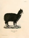 Illustrations of goat.