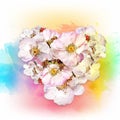 Heart shaped rosehip flowers on watercolor background Royalty Free Stock Photo