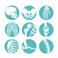 Illustrations of human anatomy. Orthopedic pictures of skeleton and different bones