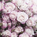 Rose flowers pale purple, square background