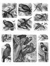 The illustrations of parrots on a white background.