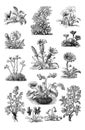 Illustrations of plants. Set on white background