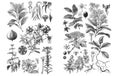 Illustrations of plants. On white backgroud