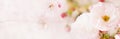 Roses flowers on watercolor background - facebook cover Royalty Free Stock Photo