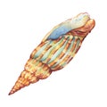 Illustrations of sea shell.