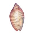 Illustrations of sea shell.