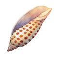 Illustrations of sea shells.