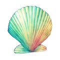 Illustrations of sea shells. Marine design.