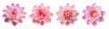 illustrations set of isolated pink lotus flowers. Created with Generative AI Royalty Free Stock Photo