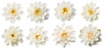 illustrations set of isolated white lotus flowers. Created with Generative AI Royalty Free Stock Photo