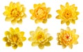 illustrations set of isolated yellow lotus flowers. Created with Generative AI Royalty Free Stock Photo