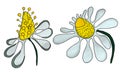 Illustrations stylized chamomile set.