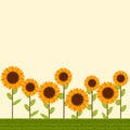 Illustrations of sun flower border background