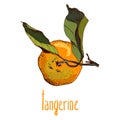 Illustrations of tangerine in retro style