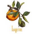 Illustrations of tangerine in retro style