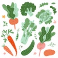 Illustrations of vegetables, green fresh organic ripe veggies, cute hand drawn style, isolated vector drawings, beet