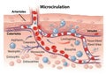 How blood circulates at a micro-level, though uses fabricated Royalty Free Stock Photo