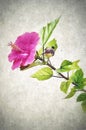 An illustrative image of a Hibiscus flower in a plant