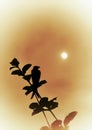 A small bird is sitting on the little branch and watching the moon