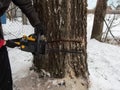 A man with two hands holds a chainsaw and makes a second incision in the trunk of a thick birch