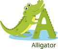 Illustrator of A with Alligator