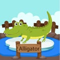 Illustrator of Alligator in the zoo