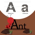 Illustrator of ant with a font