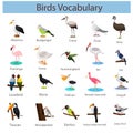 Illustrator of Bird Vocabulary Royalty Free Stock Photo