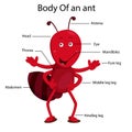 Illustrator body of ant