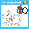 Illustrator of color book with quoll animal