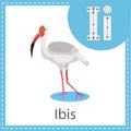 Illustrator of Ibis bird education