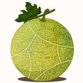 Illustrator of melons green fruit Royalty Free Stock Photo