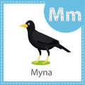 Illustrator of Myna bird education for kid isolated