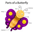 Illustrator Parts of Butterfly