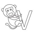 Illustrator of v vervet monkey Royalty Free Stock Photo