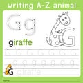 Illustrator of writing a-z animal g