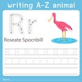Illustrator of writing a-z animal r roseate spocnbill