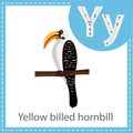 Illustrator of Yellow billed hornbill bird