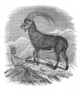 Illustratrion of Ibex in the old book The Encyclopaedia Britannica, vol. 12, by C. Blake, 1881, Edinburgh