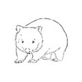 Illustratuin with wombat sketch isolated on white background, wombat, vector sketch illustration Royalty Free Stock Photo