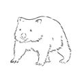Illustratuin with wombat sketch isolated on white background, wombat, vector sketch illustration Royalty Free Stock Photo