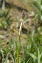 Illyrian iris Royalty Free Stock Photo