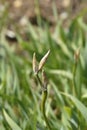 Illyrian iris Royalty Free Stock Photo